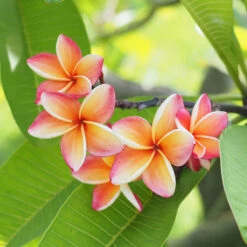 Plumeria Plant -GreenNest Shop Plumeria pink