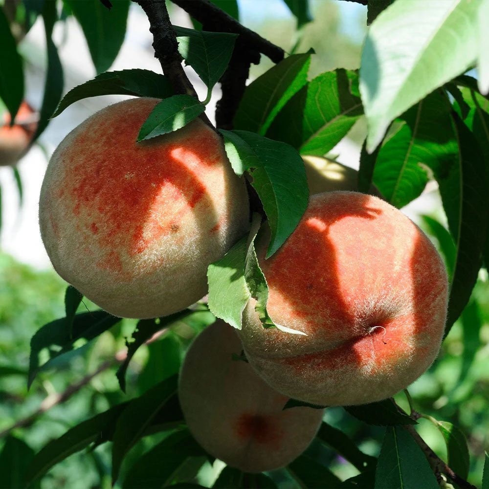 Polly Peach Tree 4 Polly Peach Tree - Image 2