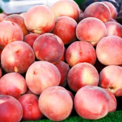 Polly Peach Tree 7 Polly Peach Tree -GreenNest Shop Polly Peach 3