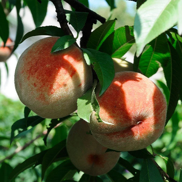 Polly Peach Tree 3 Polly Peach Tree