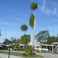 Ponytail Palm Tree -GreenNest Shop Ponytail Palm 4 BB