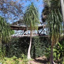 Ponytail Palm Tree -GreenNest Shop Ponytail Palm 6