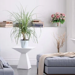 Ponytail Palm Tree -GreenNest Shop Ponytail Palm BB 600x600 68427662 d37a 45d3 8e21 8f0bfb090aa4