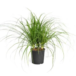 Ponytail Palm Tree -GreenNest Shop Ponytail Palm standard pot