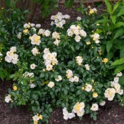 Popcorn Drift® Rose -GreenNest Shop Popcorn Drift Rose 3
