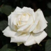 Pope John Paul II Rose Shrub 1 Pope John Paul II Rose Shrub -GreenNest Shop Pope John Paul Rose BB 600x600 3a3be3e5 634a 4102 9c4d 9b5357f8038c