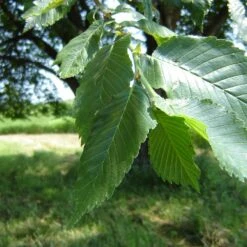 Prairie Expedition® Elm Tree -GreenNest Shop Prairie Expedition Elm 2