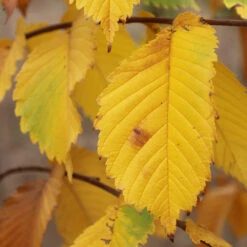 Prairie Expedition® Elm Tree -GreenNest Shop Prairie Expedition Elm 3