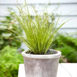 Prairie Fire Sedge 9 Prairie Fire Sedge -GreenNest Shop Prarie Fire Sedge 3