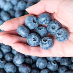 Premier Blueberry Bush 10 Premier Blueberry Bush -GreenNest Shop Premier Blueberry 5 BB