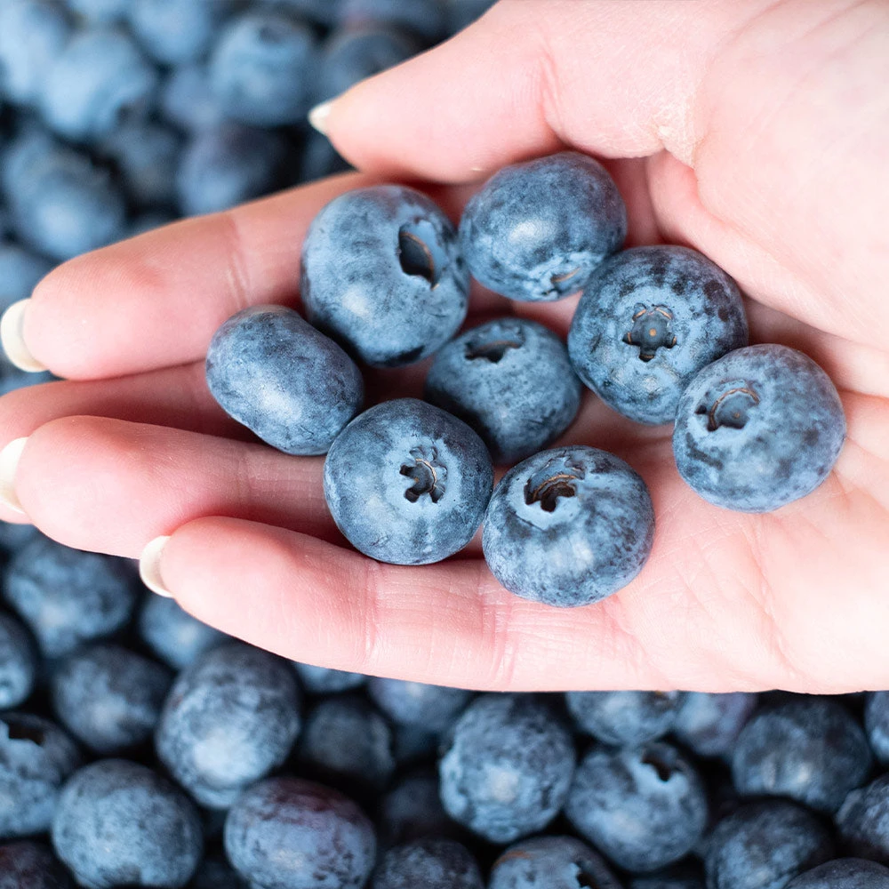 Premier Blueberry Bush 5 Premier Blueberry Bush - Image 3