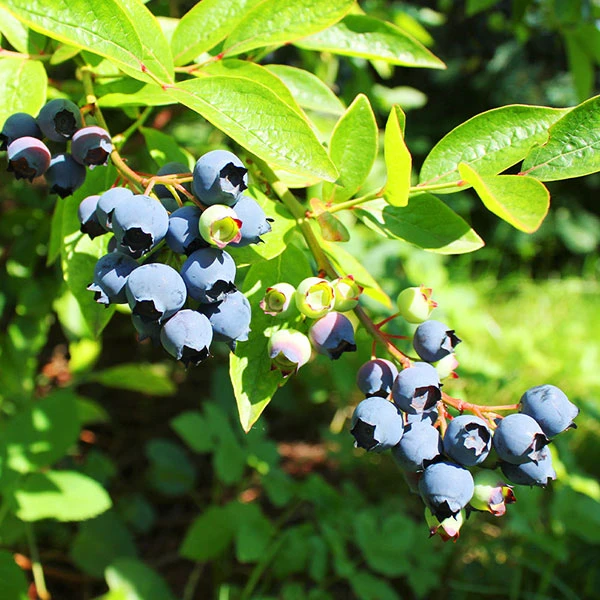 Premier Blueberry Bush 3 Premier Blueberry Bush