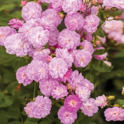 Pretty Polly® Lavender Rose -GreenNest Shop Pretty Polly Lavender 1 BB