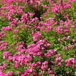 Pretty Polly® Pink Rose 9 Pretty Polly® Pink Rose -GreenNest Shop Pretty Polly Pink 2 BB