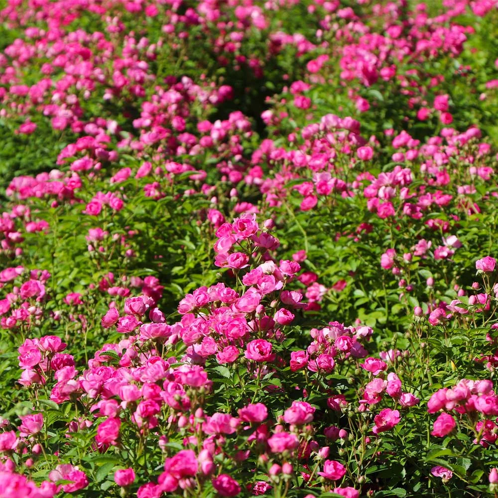 Pretty Polly® Pink Rose 6 Pretty Polly® Pink Rose - Image 4