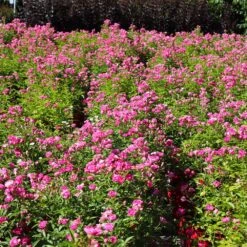 Pretty Polly® Pink Rose 8 Pretty Polly® Pink Rose -GreenNest Shop Pretty Polly Pink 4 BB