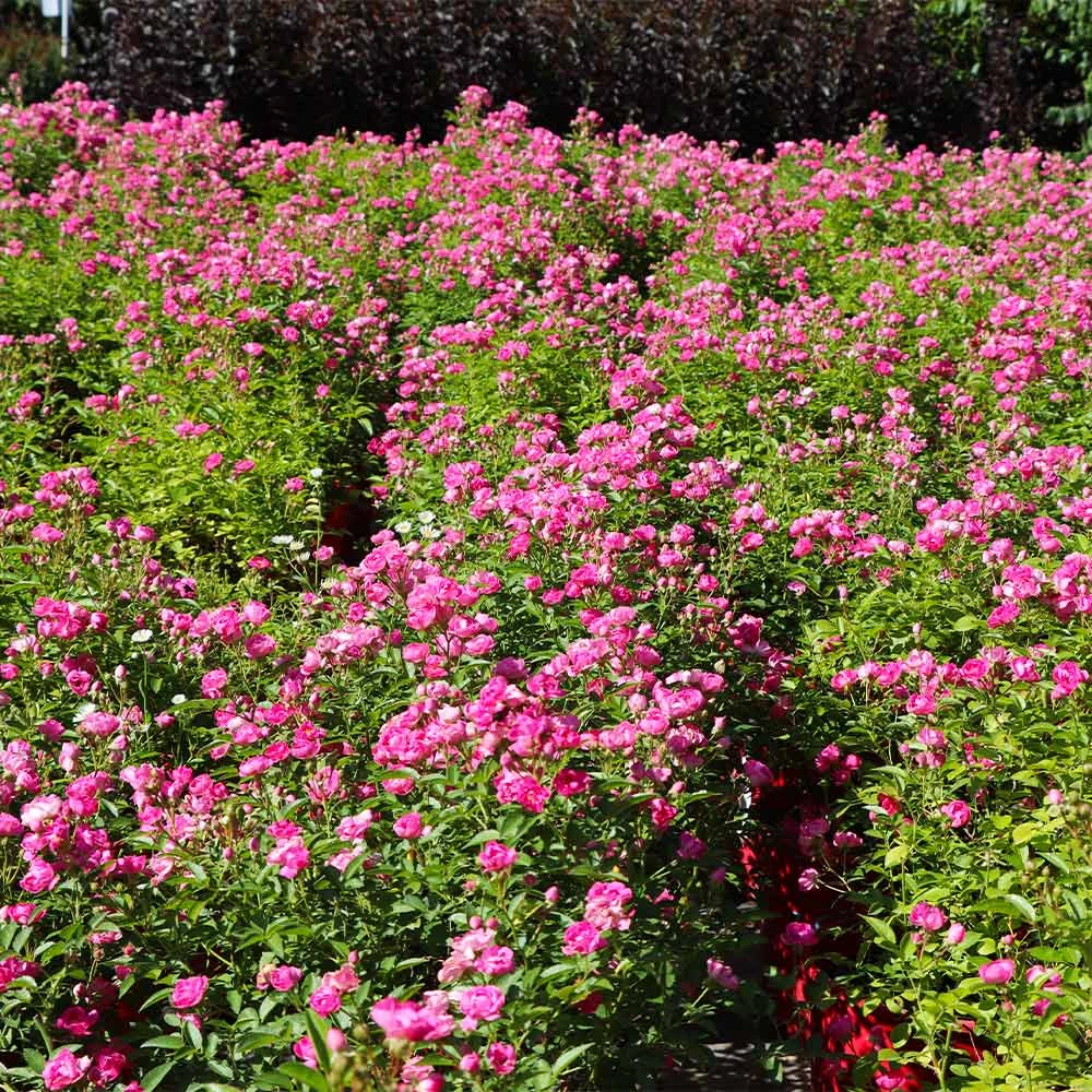 Pretty Polly® Pink Rose 5 Pretty Polly® Pink Rose - Image 3