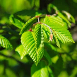 Princeton American Elm Tree 9 Princeton American Elm Tree -GreenNest Shop Princeon American Elm 5 BB