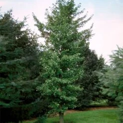 Princeton Sentry™ Columnar Ginkgo -GreenNest Shop Princeton Sentry Ginkgo Tree 3 BB
