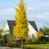 Princeton Sentry™ Columnar Ginkgo -GreenNest Shop Princeton Sentry Ginkgo Tree 600x600 a1758079 a86e 421a 9da5 a8fd255632c3