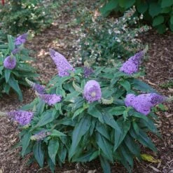 Pugster® Amethyst Butterfly Bush -GreenNest Shop Pugster Amethyst Butterfly Bush 1