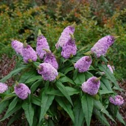 Pugster® Amethyst Butterfly Bush -GreenNest Shop Pugster Amethyst Butterfly Bush 2