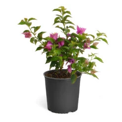 New River Bougainvillea 19 New River Bougainvillea -GreenNest Shop Purple Bougainvillea 6inch