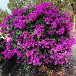 New River Bougainvillea 17 New River Bougainvillea -GreenNest Shop Purple Bougainvillea New River 11