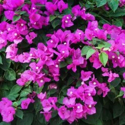 New River Bougainvillea Tree 10 New River Bougainvillea Tree -GreenNest Shop Purple Bougainvillea New River 12 FGT
