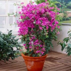 New River Bougainvillea 14 New River Bougainvillea -GreenNest Shop Purple Bougainvillea New River 2