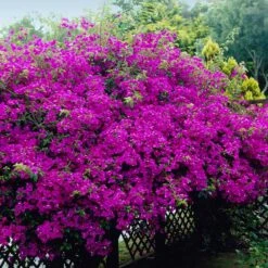 New River Bougainvillea 15 New River Bougainvillea -GreenNest Shop Purple Bougainvillea New River 4 BB