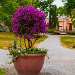 New River Bougainvillea Tree 9 New River Bougainvillea Tree -GreenNest Shop Purple Bougainvillea New River 8 BB