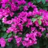 New River Bougainvillea