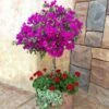 New River Bougainvillea Tree -GreenNest Shop Purple Bougainvillea New River Tree BB 600x600 0c9a51f6 c729 415e 9e80 0ea6c0e16d9d