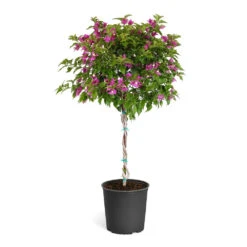 New River Bougainvillea 21 New River Bougainvillea -GreenNest Shop Purple Bougainvillea Tree