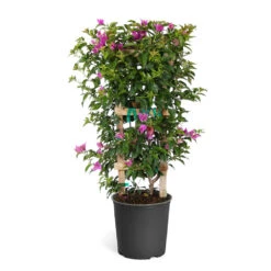 New River Bougainvillea 20 New River Bougainvillea -GreenNest Shop Purple Bougainvillea Trelis