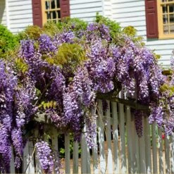 Purple Wisteria Vine 9 Purple Wisteria Vine -GreenNest Shop Purple Chinese Wisteria 2