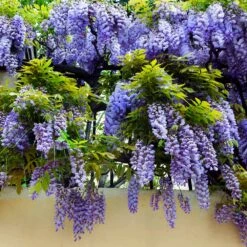 Purple Wisteria Vine 11 Purple Wisteria Vine -GreenNest Shop Purple Chinese Wisteria 3