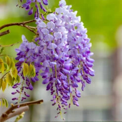 Purple Wisteria Vine 10 Purple Wisteria Vine -GreenNest Shop Purple Chinese Wisteria 4