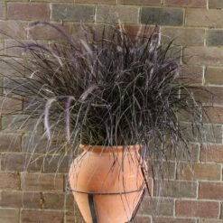 Purple Fountain Grass -GreenNest Shop Purple Fountain Grass 1