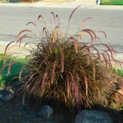 Purple Fountain Grass -GreenNest Shop Purple Fountain Grass 3 BB