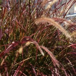 Purple Fountain Grass -GreenNest Shop Purple Fountain Grass 5