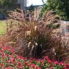 Purple Fountain Grass 1 Purple Fountain Grass -GreenNest Shop Purple Fountain Grass BB 600x600jpg