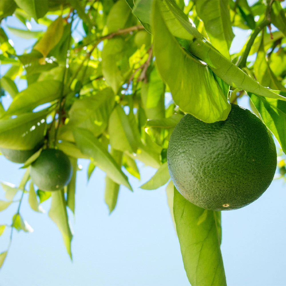 Persian 'Bearss' Lime Bush 4 Persian 'Bearss' Lime Bush - Image 2
