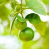 Key Lime Bush -GreenNest Shop Pursian Lime Bush BB 600x600 d1e3b6bf 9076 4bd3 8f05 54da925007c8