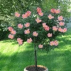Rainbow Knock Out® Rose Tree -GreenNest Shop RAINBOW KNOCKOUT RISE TREE 250 THUMBNAIL