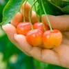 Rainier Cherry Tree -GreenNest Shop Rainier Cherry Tree BB 600x600 050bb6ca 8c7a 4a92 aa3a 9cc5b6b74a47