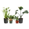 Rare House Plant Kit -GreenNest Shop Rare House Plant 600x600 00c29596 ae2f 4685 b958 da4f6b6a6596