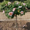 Raspberry Kiss™ Rose Tree -GreenNest Shop Raspberry Kiss Rose tree BB 600x600 85d5eb2c f4c1 4513 b35b e8502f4c8475