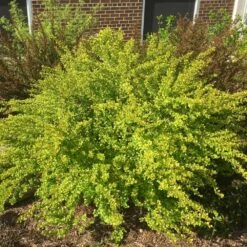 Raspberry Lemonade™ Ninebark 9 Raspberry Lemonade™ Ninebark -GreenNest Shop Raspberry Lemonade 1